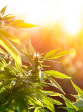 Load image into Gallery viewer, Hectar Infusion Pure Hemp