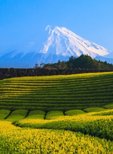 Load image into Gallery viewer, Hectar Infusion Serene Focus